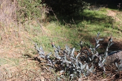 Penstemon