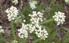 Selago corymbosa