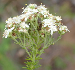 Selago corymbosa