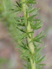 Selago corymbosa