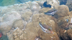 Canthigaster figueiredoi