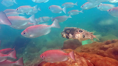 Chilomycterus spinosus