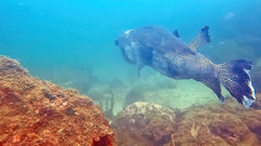 Chilomycterus reticulatus