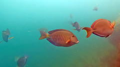 Acanthurus chirurgus