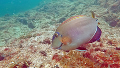 Acanthurus bahianus