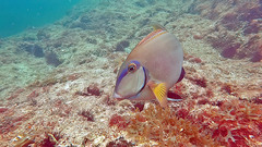 Acanthurus bahianus