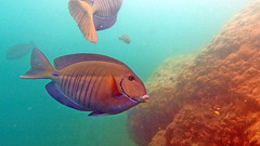 Acanthurus chirurgus