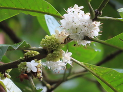 Cordia alliodora