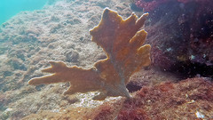 Phyllogorgia dilatata