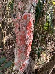 Herpothallon rubrocinctum