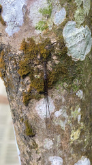 Tetragnathidae
