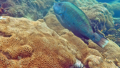 Greenblotch Parrotfish photo 3