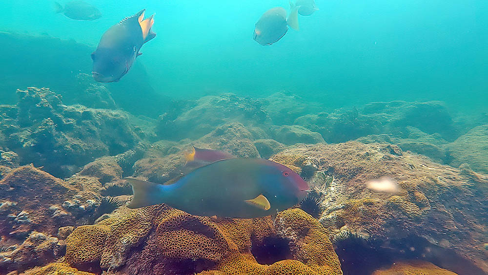 Agassiz's parrotfish (Sparisoma frondosum) — Scaridae