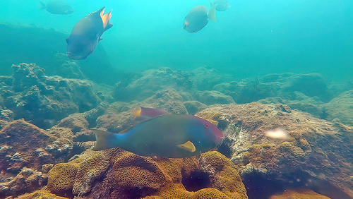 Agassiz's parrotfish (Sparisoma frondosum) — Scaridae