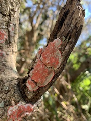 Herpothallon rubrocinctum