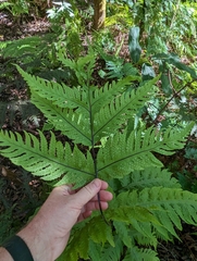 Tectaria gaudichaudii