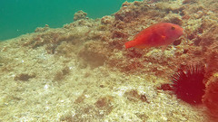Greenblotch Parrotfish photo 4