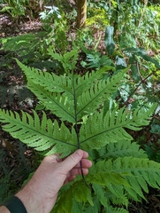 Tectaria gaudichaudii