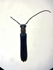 Oberea perspicillata