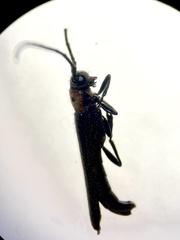 Oberea perspicillata