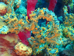 Parazoanthus swiftii