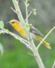 Icterus bullockii
