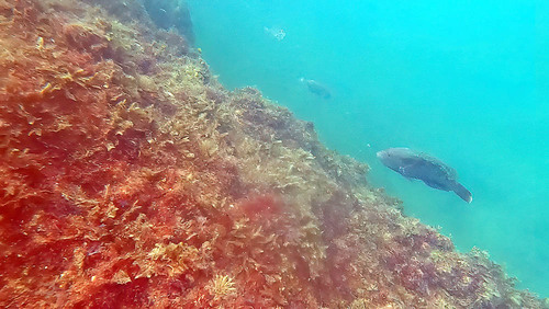 Greenback Parrotfish