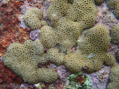 Palythoa caribaeorum