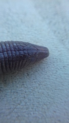 Amphisbaena darwinii