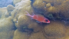 Holocentrus adscensionis