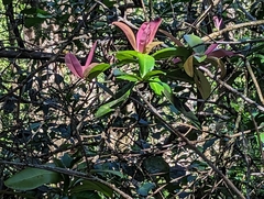 Myrsine lessertiana