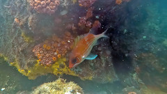 Holocentrus adscensionis