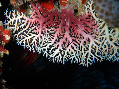 Stylaster roseus