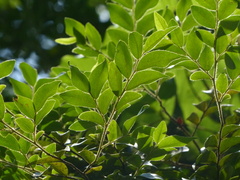 Diospyros buxifolia