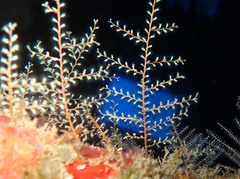 Thyroscyphus ramosus