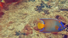 Holacanthus ciliaris