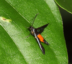 Sesiidae