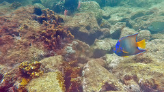 Holacanthus ciliaris