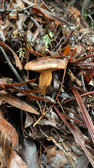 Lactarius xanthogalactus
