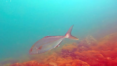 Seriola dumerili