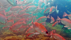 Priacanthus arenatus