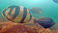 Chaetodon striatus