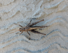 Xyleus discoideus