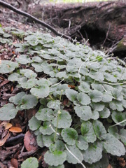 Dysopsis glechomoides
