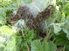 Malacosoma castrense