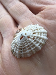 Diodora