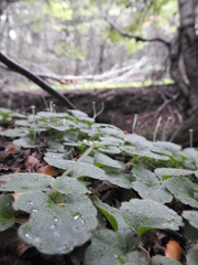Dysopsis glechomoides