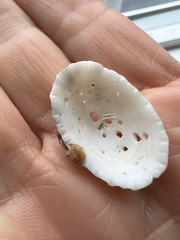 Diodora