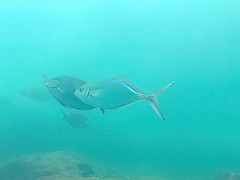 Caranx