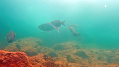 Caranx
